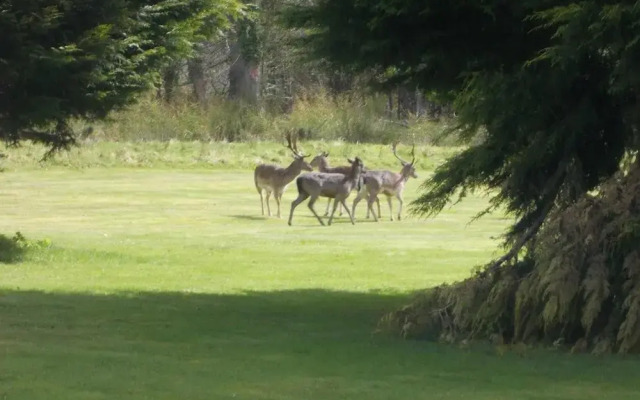 Birch Lodge 15, Newton Stewart