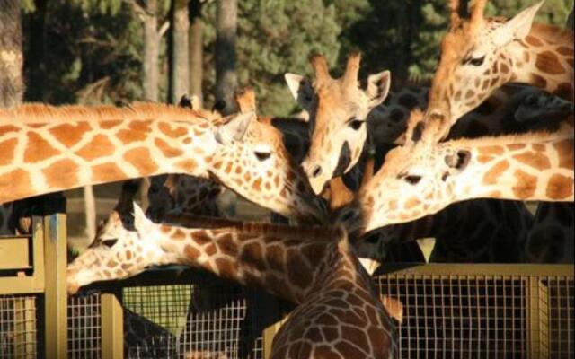 Billabong Camp, Taronga Western Plains Zoo