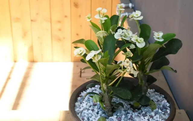 Sea and Valley Pension