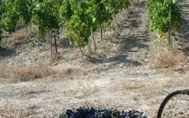 Agriturismo Feudo Gagliardi