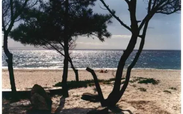 Avidanella