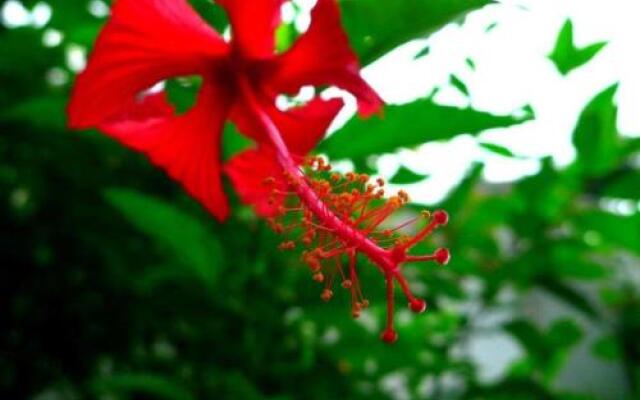 Hibiscus House Bed and Breakfast