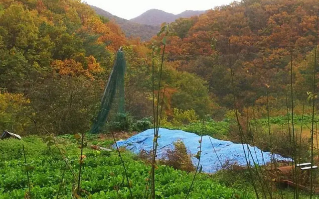 Namsan Hanok Pension