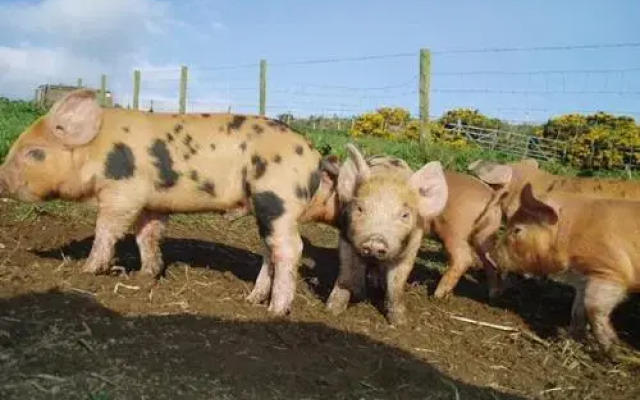 Caerhys B&B
