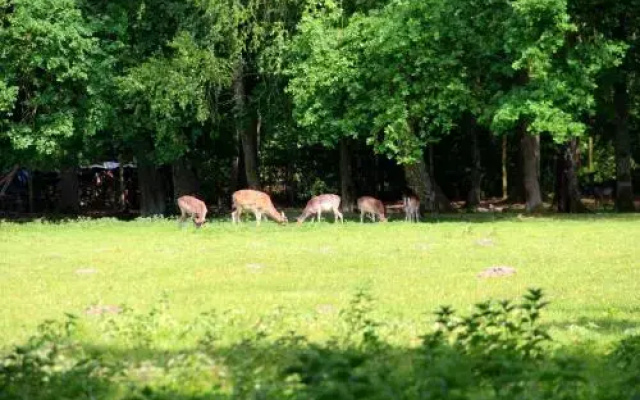 Damhirsch