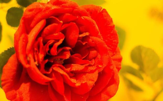 Rose Country