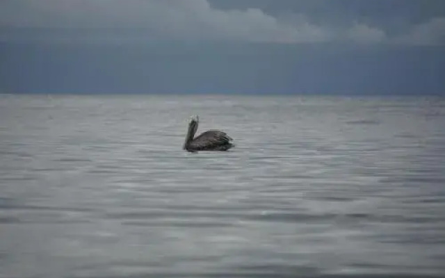 Pacific Sailfish Ecolodge