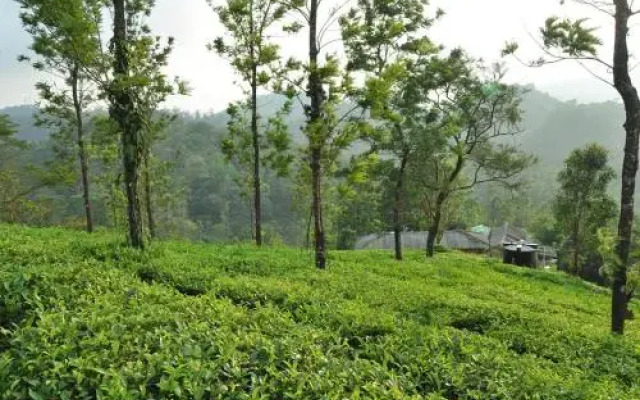 Tea Garden Holiday Home