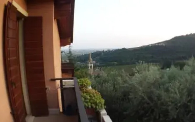 Olivella