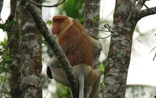 Monkey Top Safari