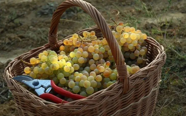 B&B Il Poggio di Gavi