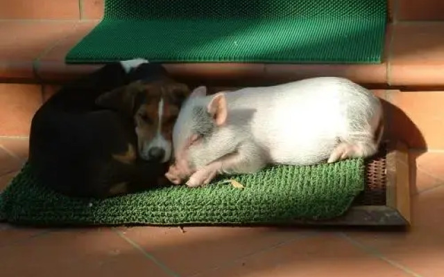 Agriturismo La Pineta