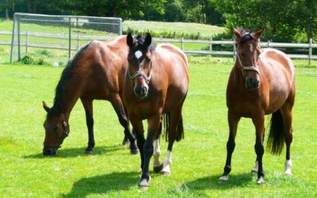 Ponyhof Naeve am Wittensee