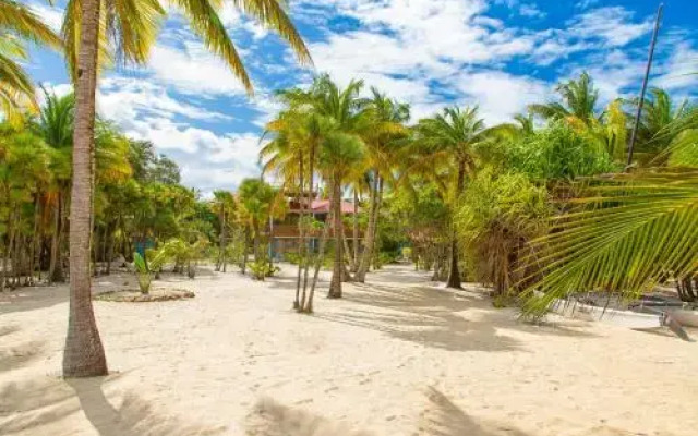 Wild Orchid Belize