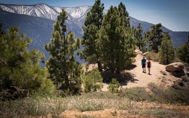 1628 - Coyote Den by RedAwning