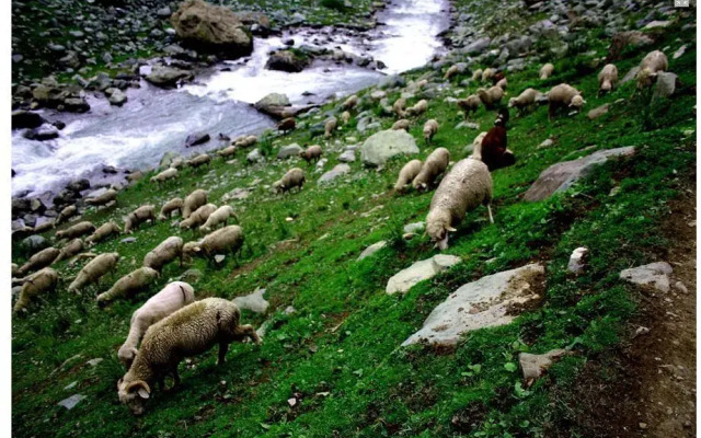Wilderness Camps Sonmarg