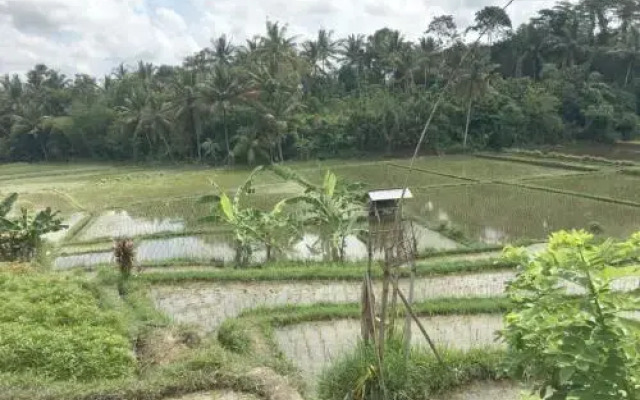 Exotica Bali Bed and Breakfast