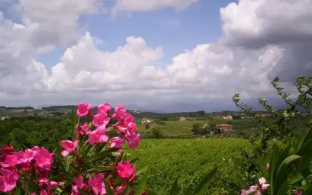 Le Vigne di Montecarlo