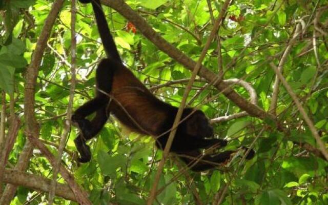 Alouatta Lodge