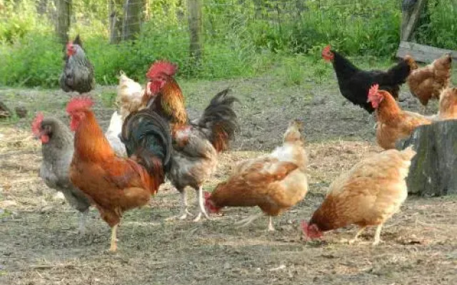 Bécassine et Ficelle