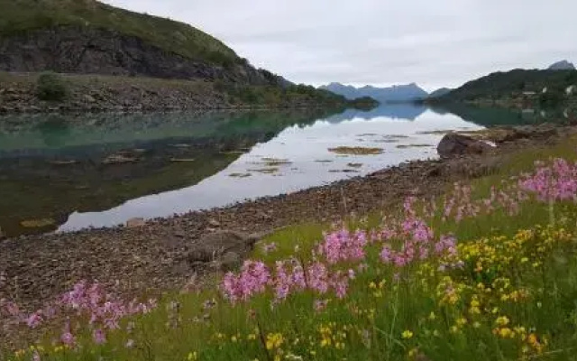 Skjellbogen Hyttegrend