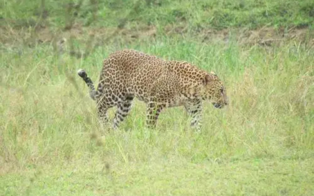 Castle Resort Yala