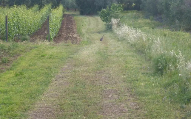 Agriturismo Villa Caprareccia