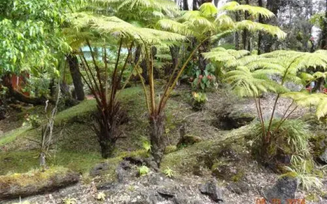 Alii Kane Cottages with Loft - Apartment in Volcano - Photo 2