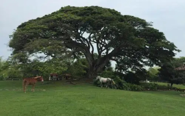 Hacienda El Saman