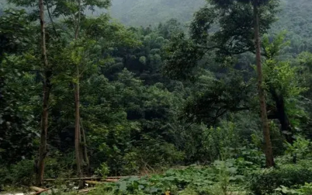 Bifeng Gorge Tianlin Guesthouse