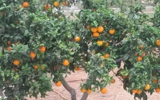 Residence Los Jardines