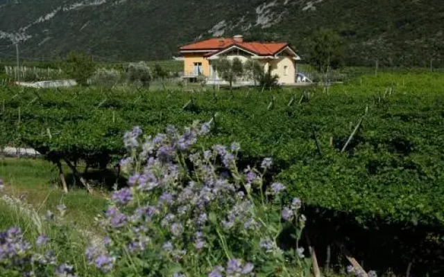 Appartamenti Al Vigneto