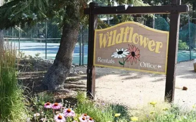 Wildflower 14