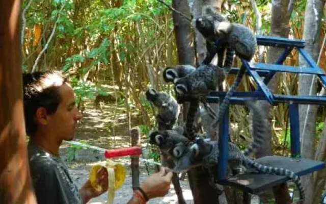 Lagarto Na Banana Hostel