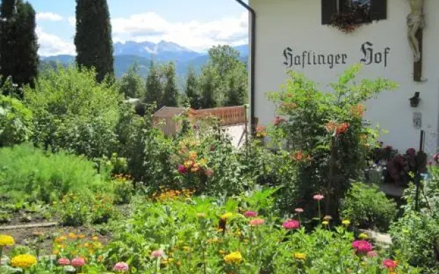 Haflingerhof
