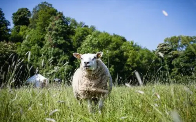 Rock Farm Slane - Glamping