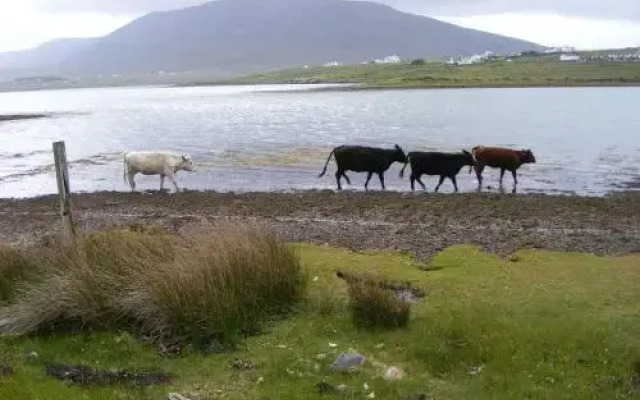 Bleanaskill Lodge & Achill Secret Garden