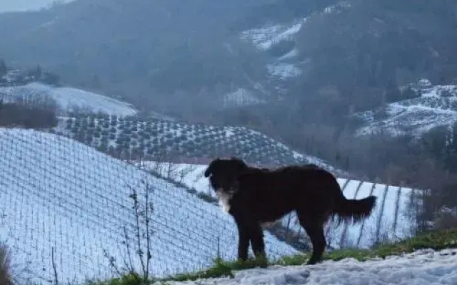 Bed & Breakfast Montesterlino