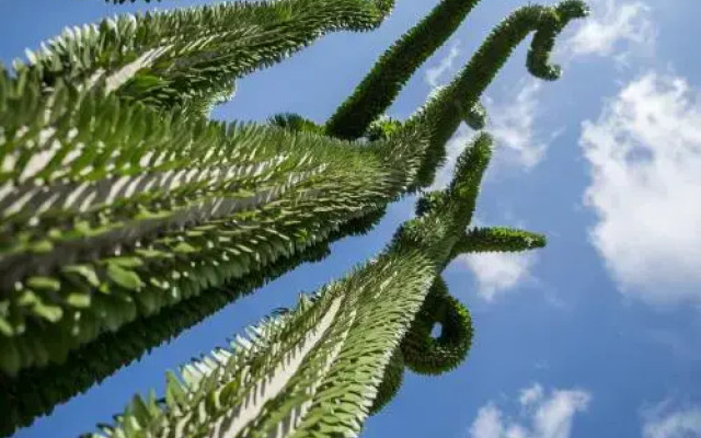 Garden Cactus