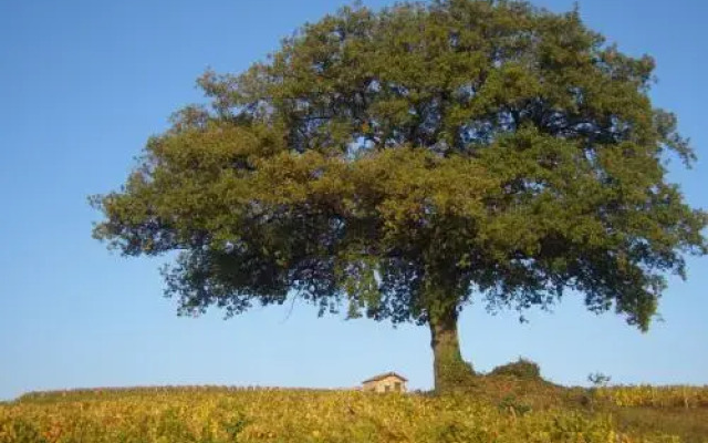 Gîte le Chêne du Py