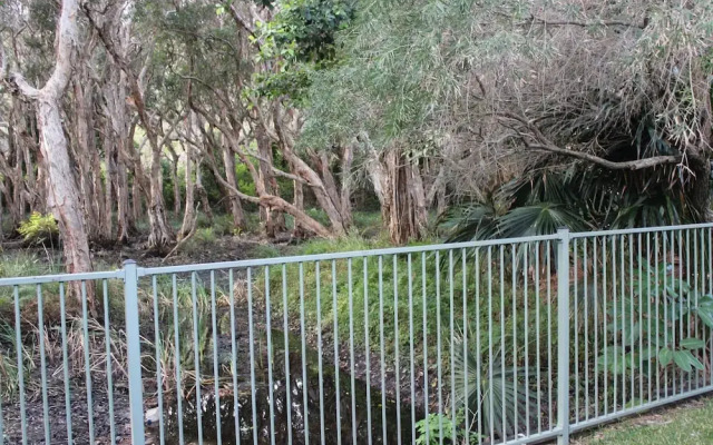 3 Melaleuca