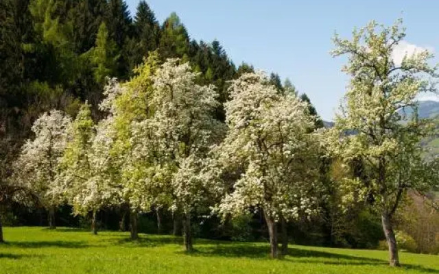 Chalet Hinterweiding-Gut