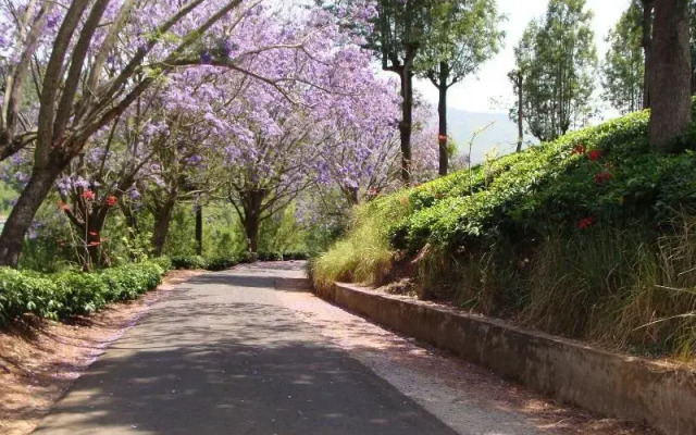 Oland Plantation Farm Stay - Coonoor