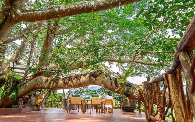 The Giant Chiangmai