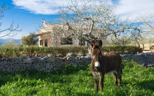 Finca Son Rossignol, Sineu 155