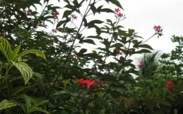 Pineapple Hill Sea View Cottage