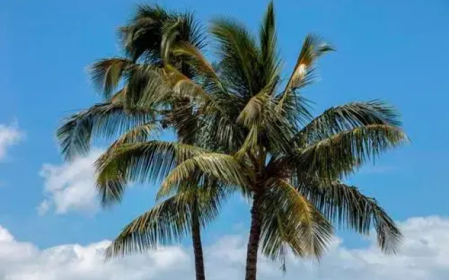 Maui Parkshore 316 - 2 Br Condo