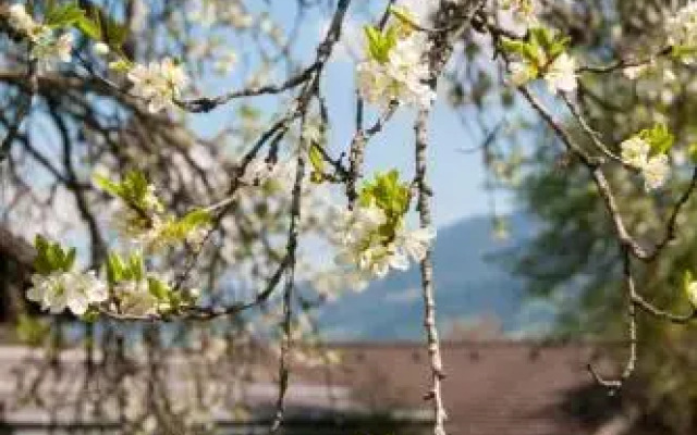 Chalet Hinterweiding-Gut