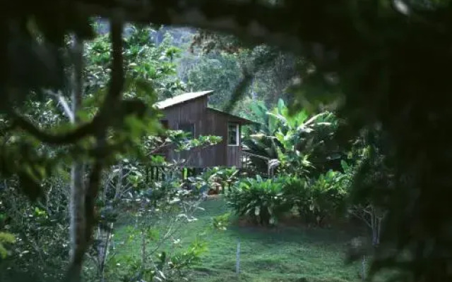 Selva Bananito Lodge