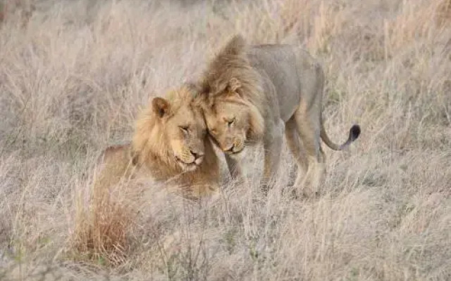 Tulela Safari Lodge